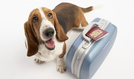 Необходимые документы для отправки и получения животного